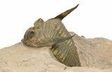 Bumpy Zlichovaspis Trilobite - Lghaft, Morocco #282807-2